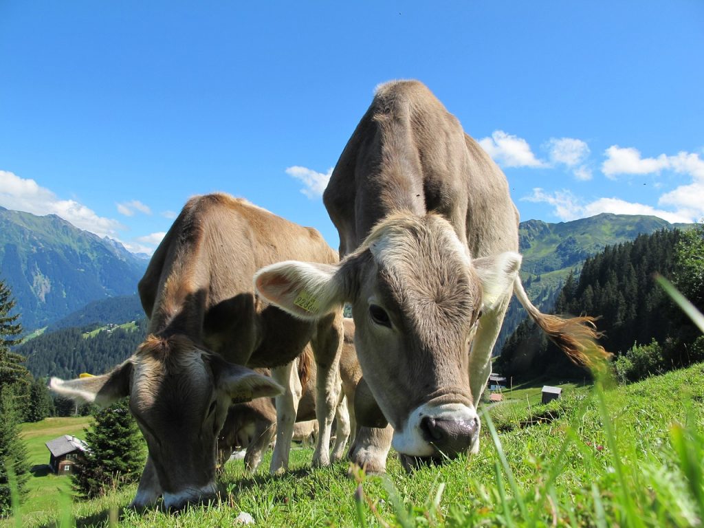 vaches